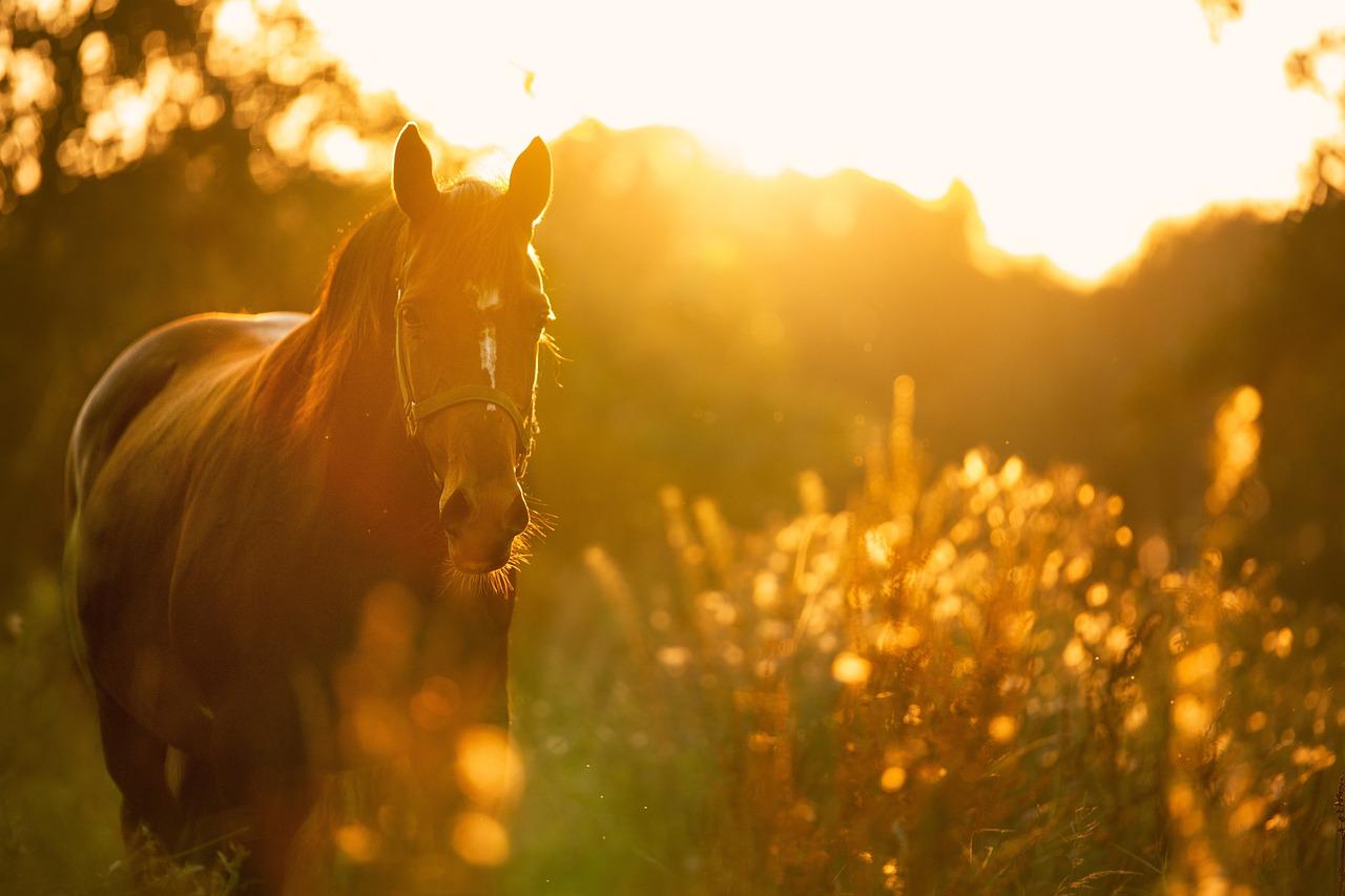 HorseBack UK